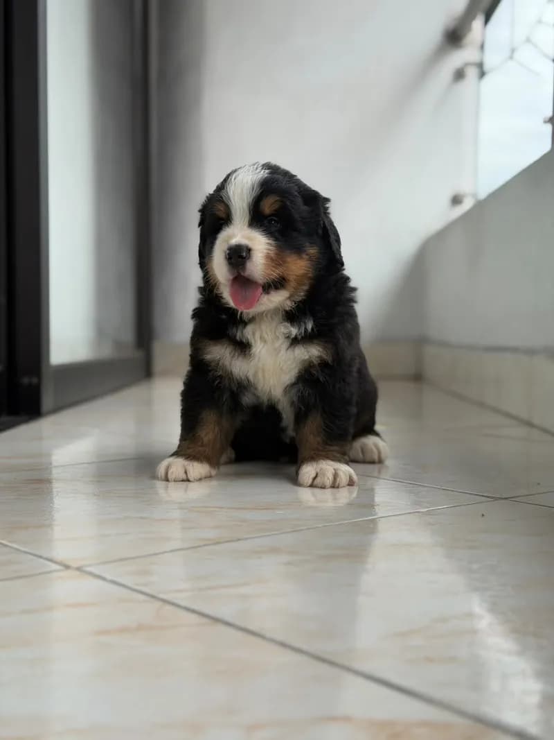 Perro de raza Bernés de la Montaña