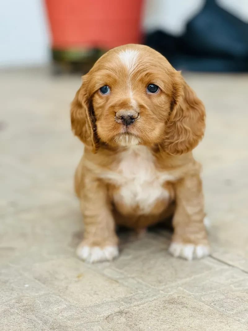Perro de raza Cocker Spaniel.
