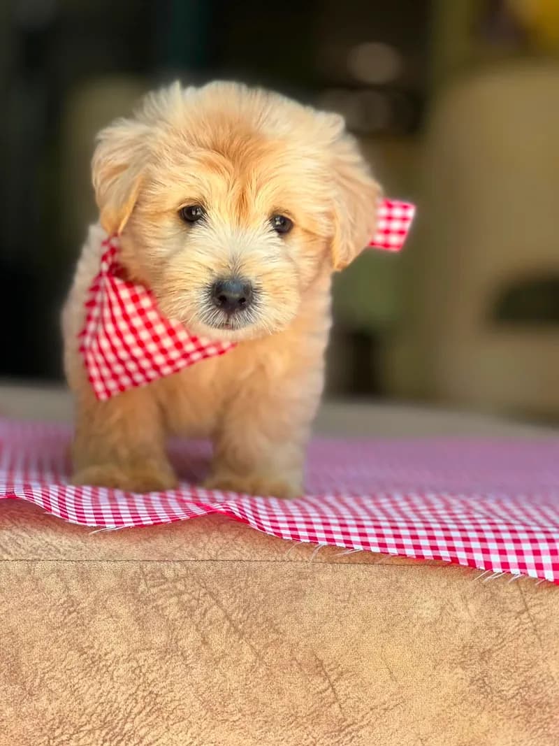 Perro de raza Maltipoo.
