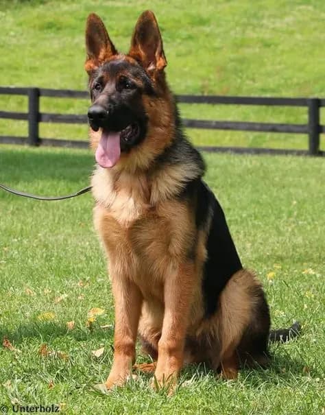 Perro de raza Pastor Alemán.