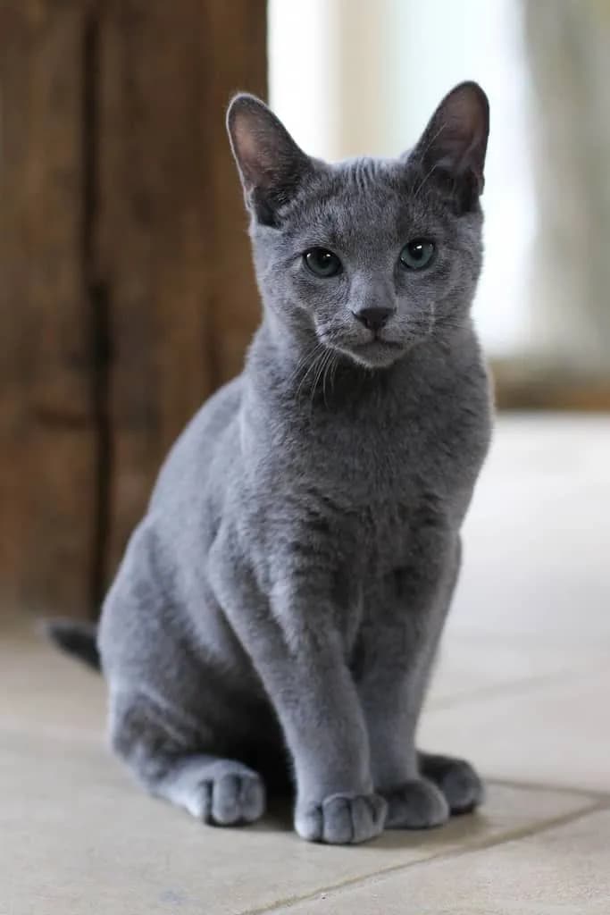 Gato de raza Ruso Azul.