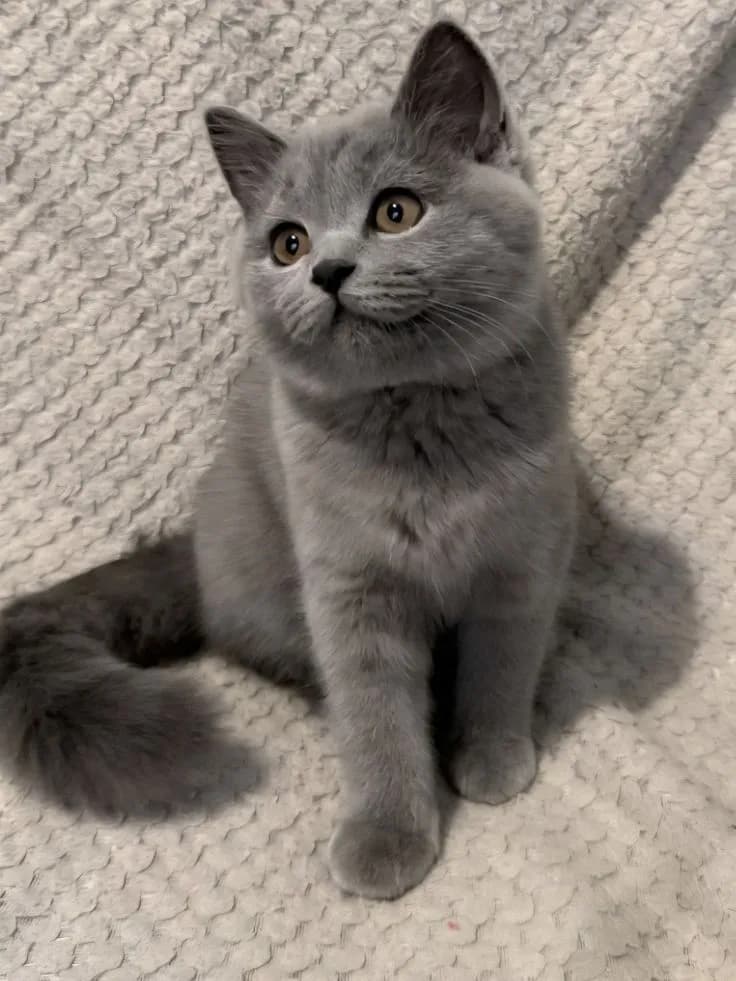 Gato de raza Ruso Azul.