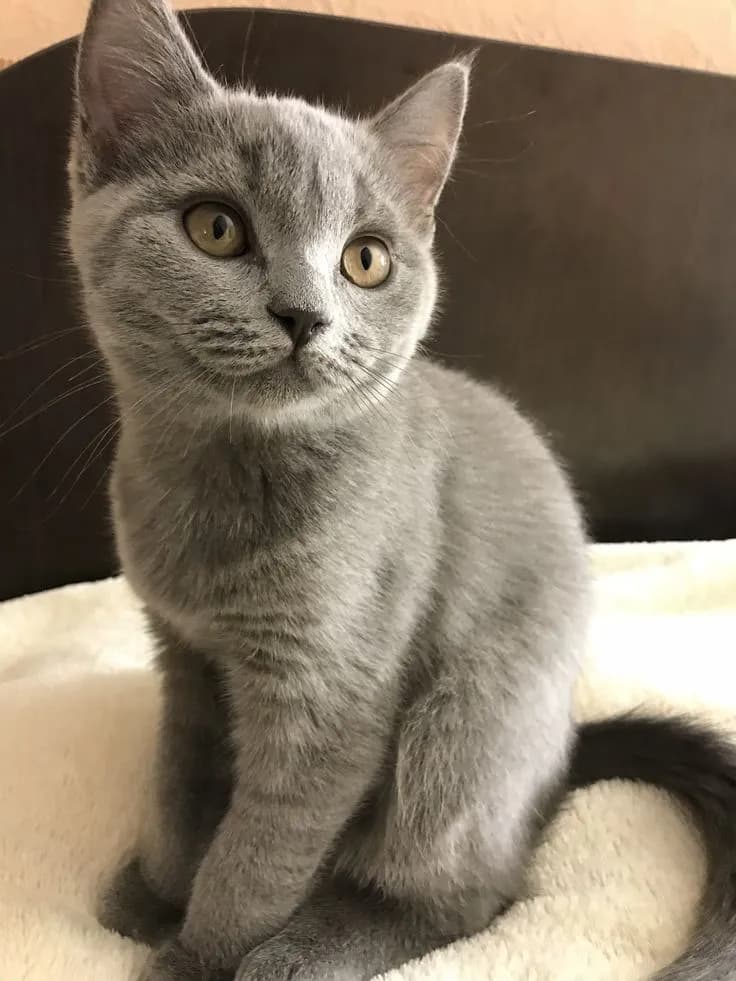 Gato de raza Ruso Azul.