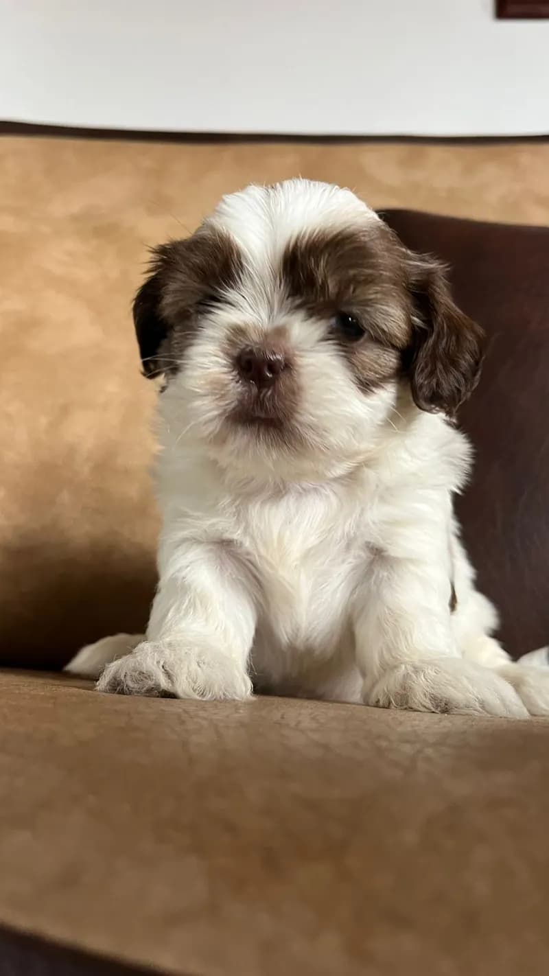 Perro de raza Shih Tzu.
