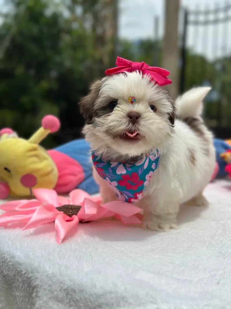 Perro de raza Shih Tzu.