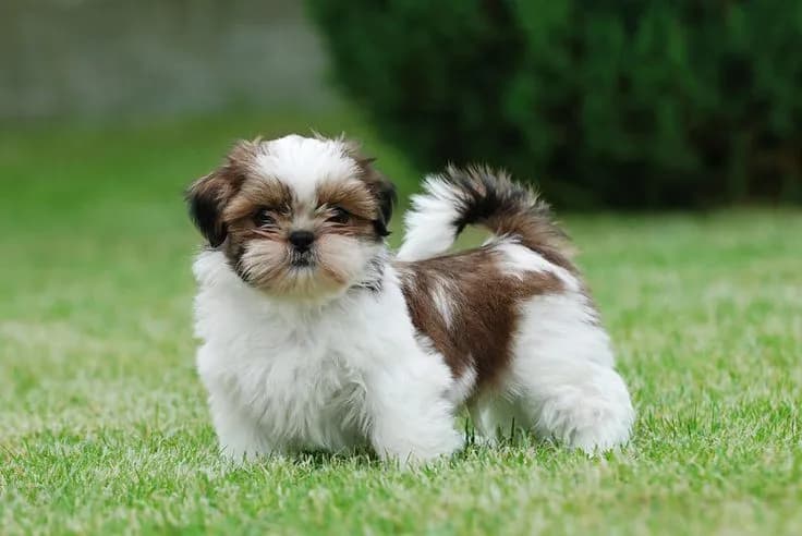 Perro de raza Shih Tzu.