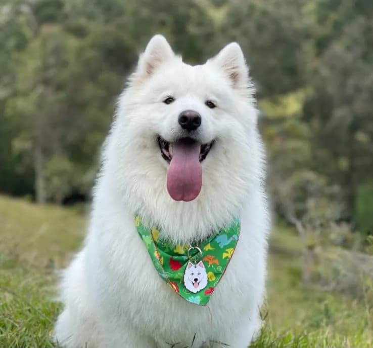 Rafadogs