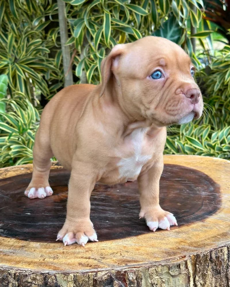 Perro de raza American Bully.