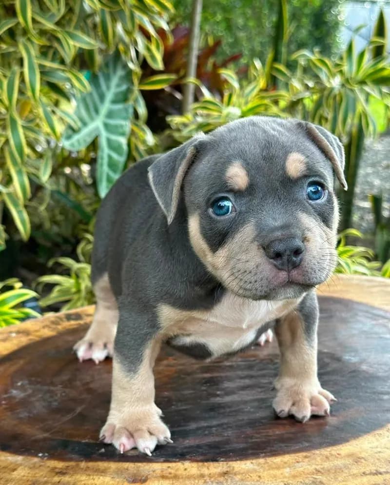 Perro de raza American Bully.