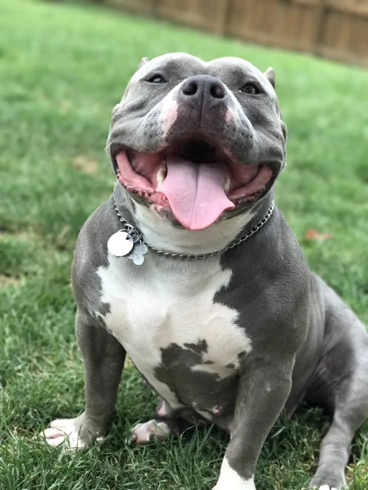 Perro de raza American Bully.