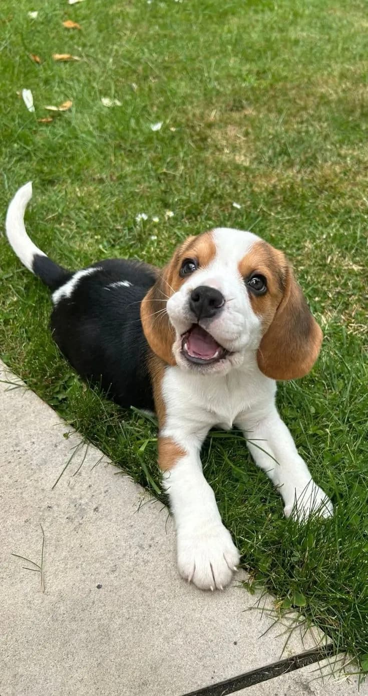 Perro de raza Beagle.