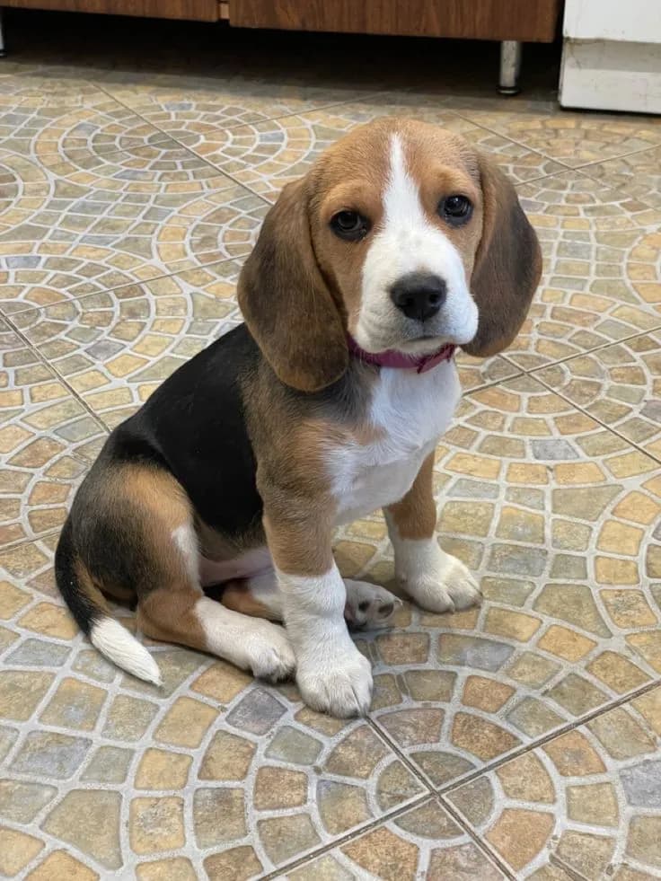 Perro de raza Beagle.