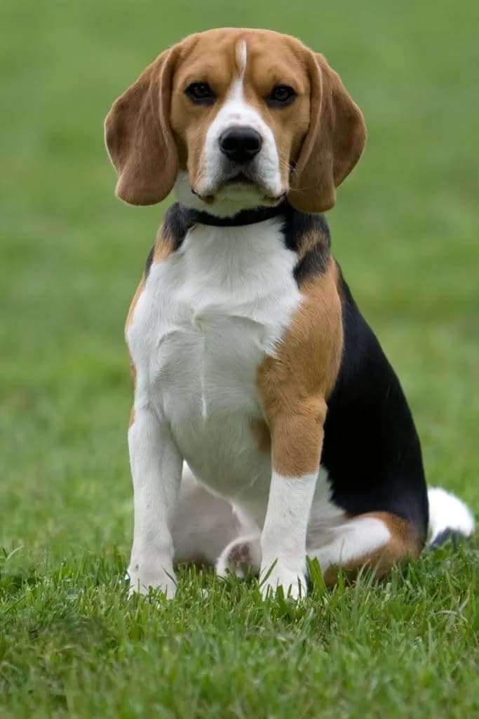 Perro de raza Beagle.