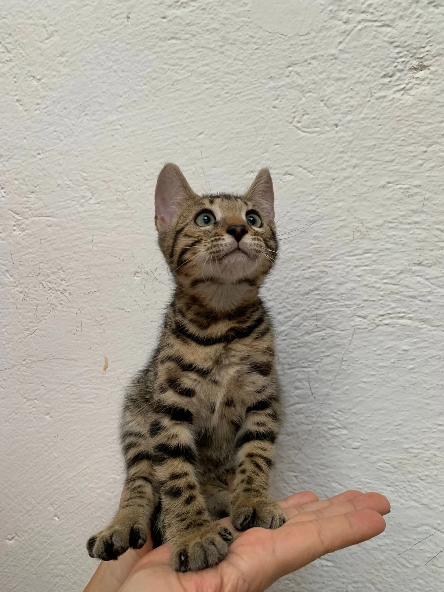 Gato de raza Bengalí.
