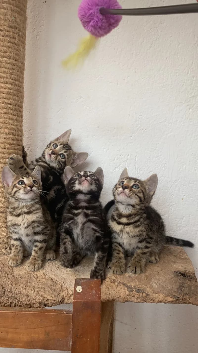 Gato de raza Bengalí.