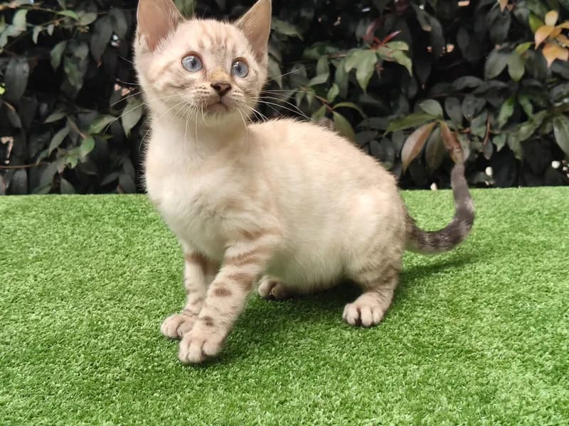 Gato de raza Bengalí.