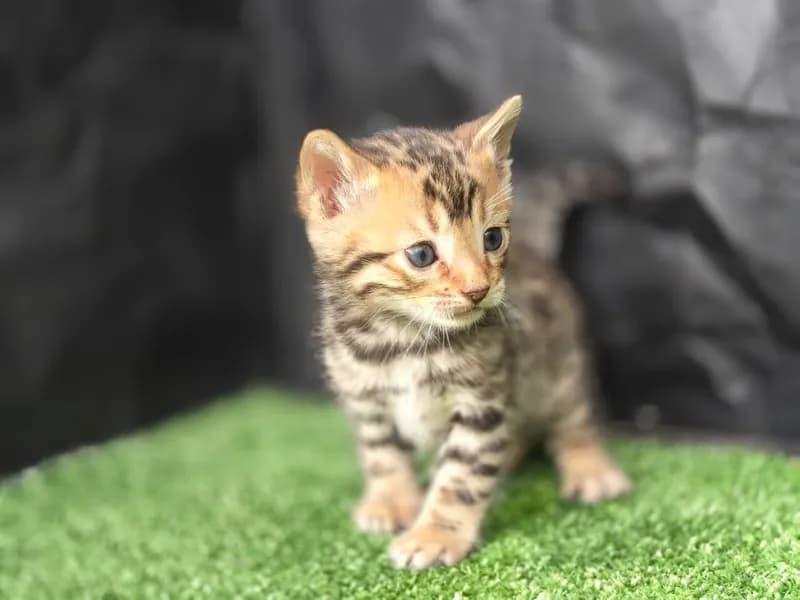 Gato de raza Bengalí.