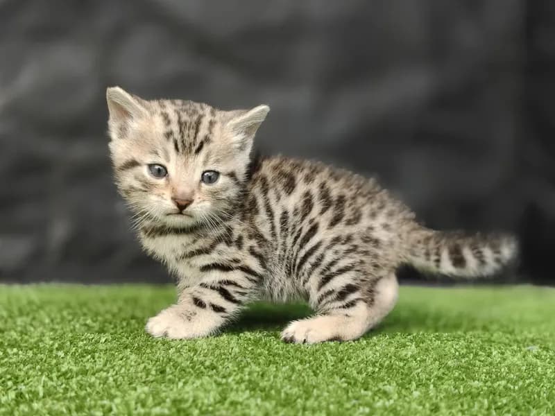 Gato de raza Bengalí.