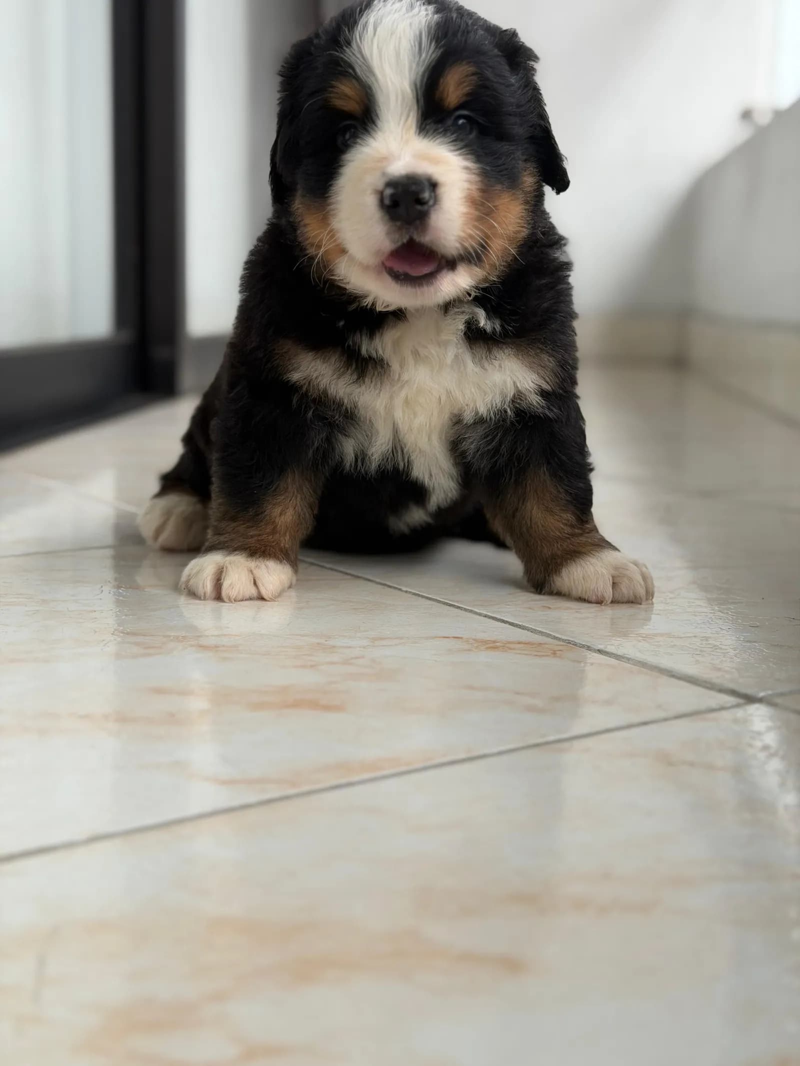 Perro de raza Bernés de la Montaña.