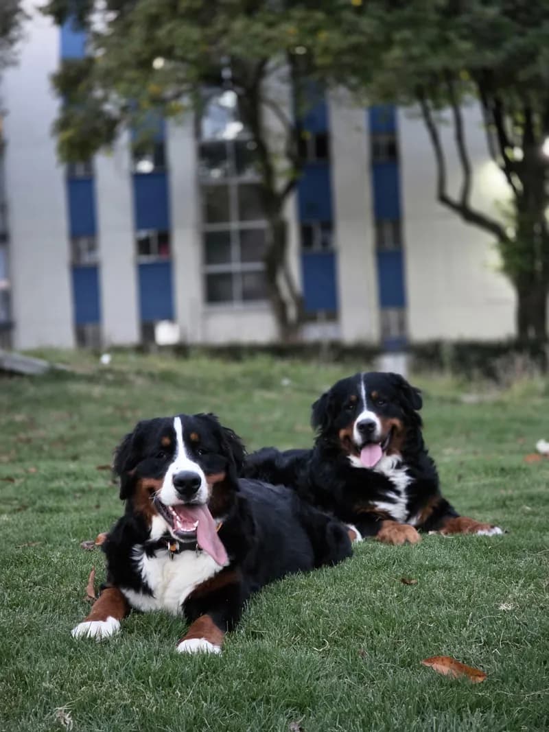Perro de raza Bernés de la Montaña.