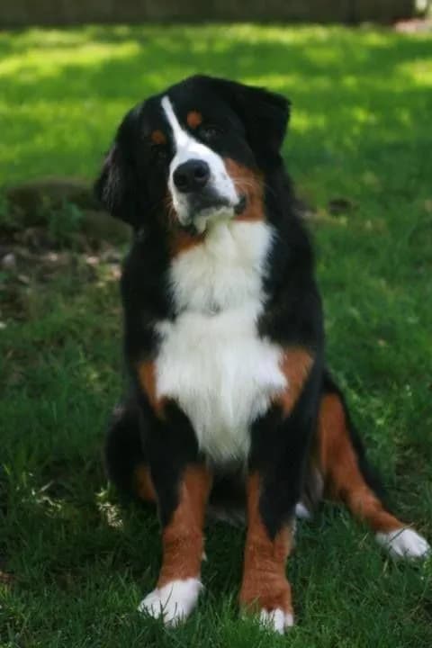 Perro de raza Bernés de la Montaña.