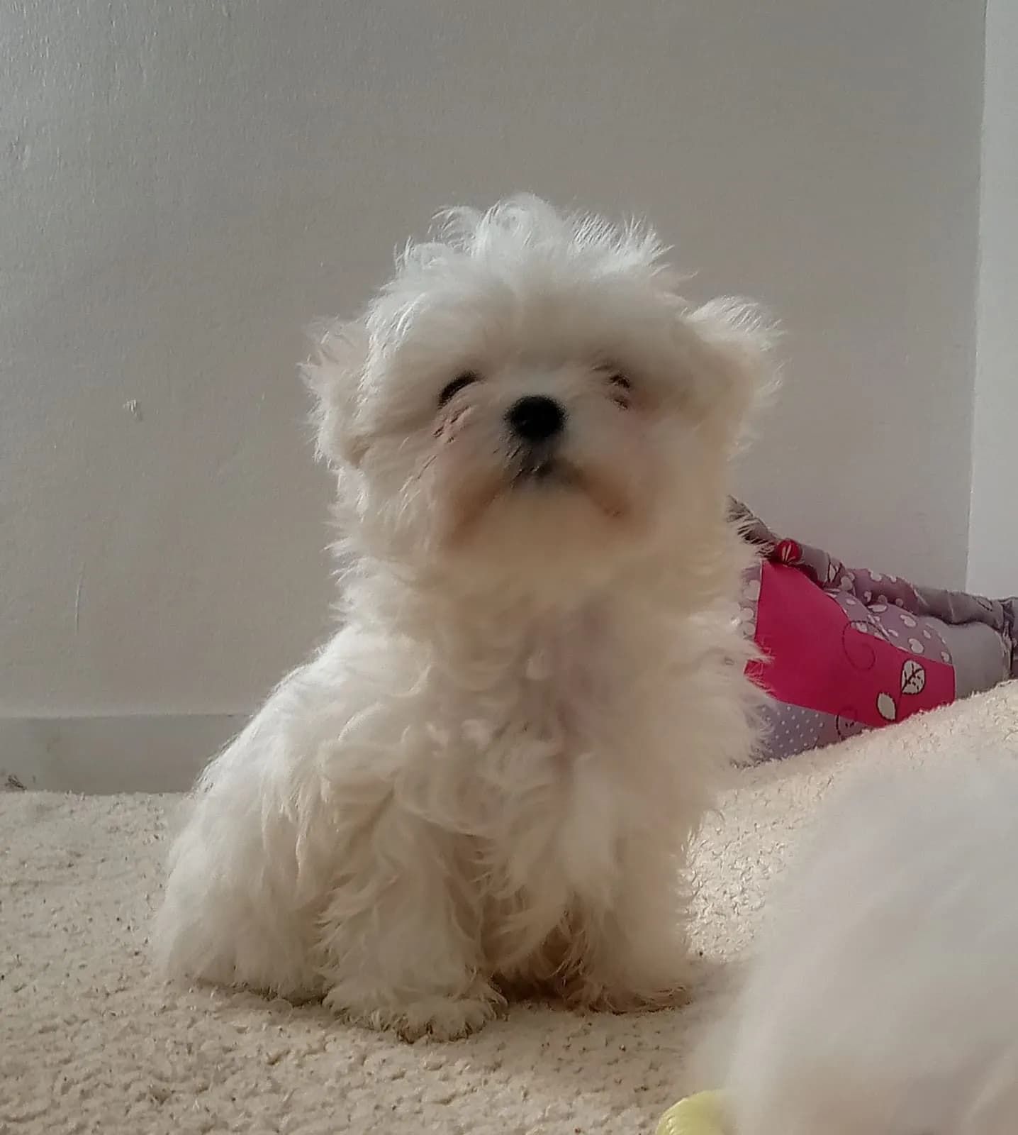 Perro de raza Bichon Maltés.