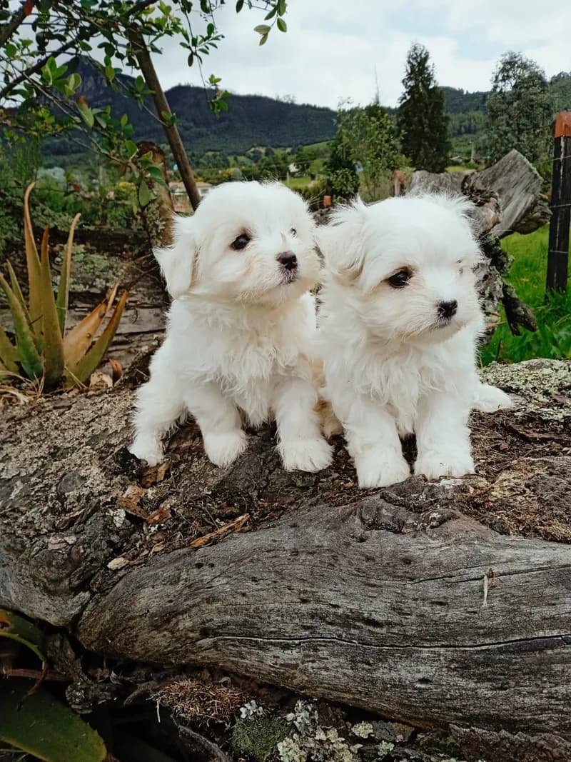 Perro de raza Bichon Maltés.