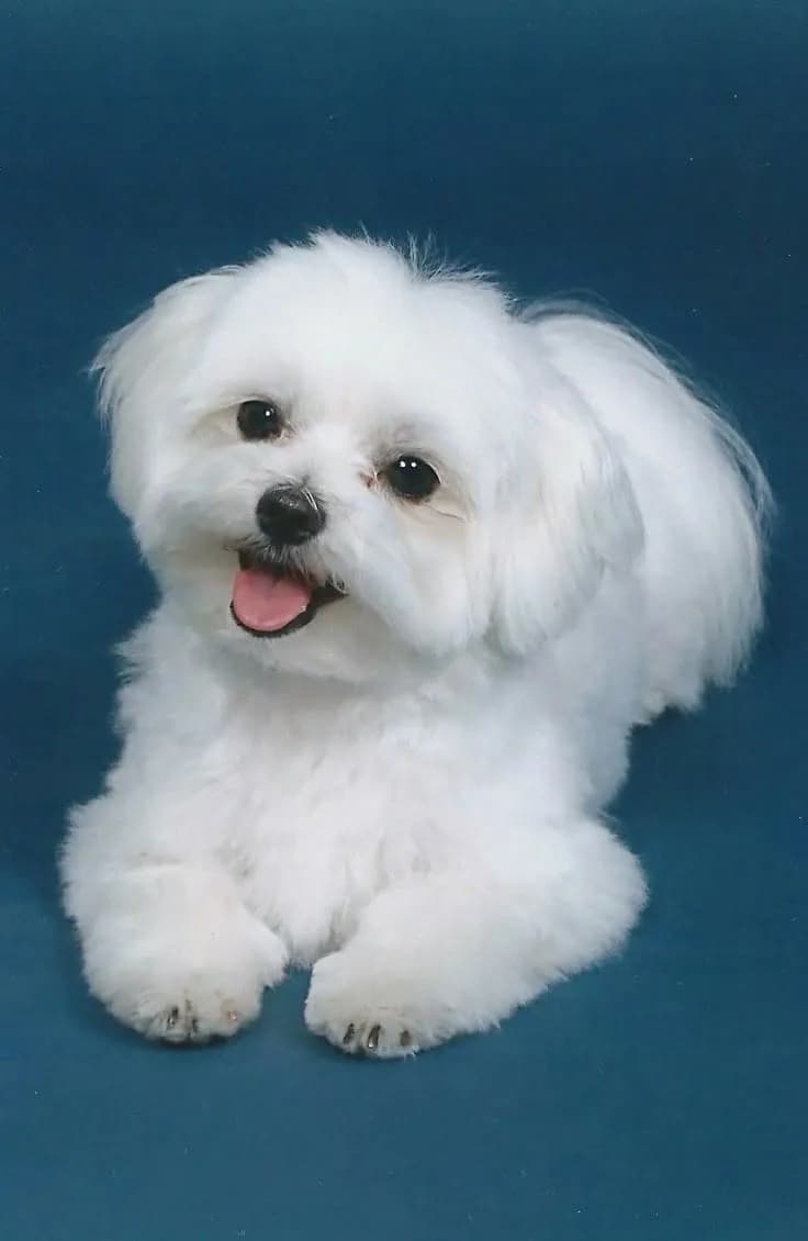 Perro de raza Bichon Maltés.
