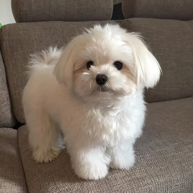 Perro de raza Bichon Maltés.