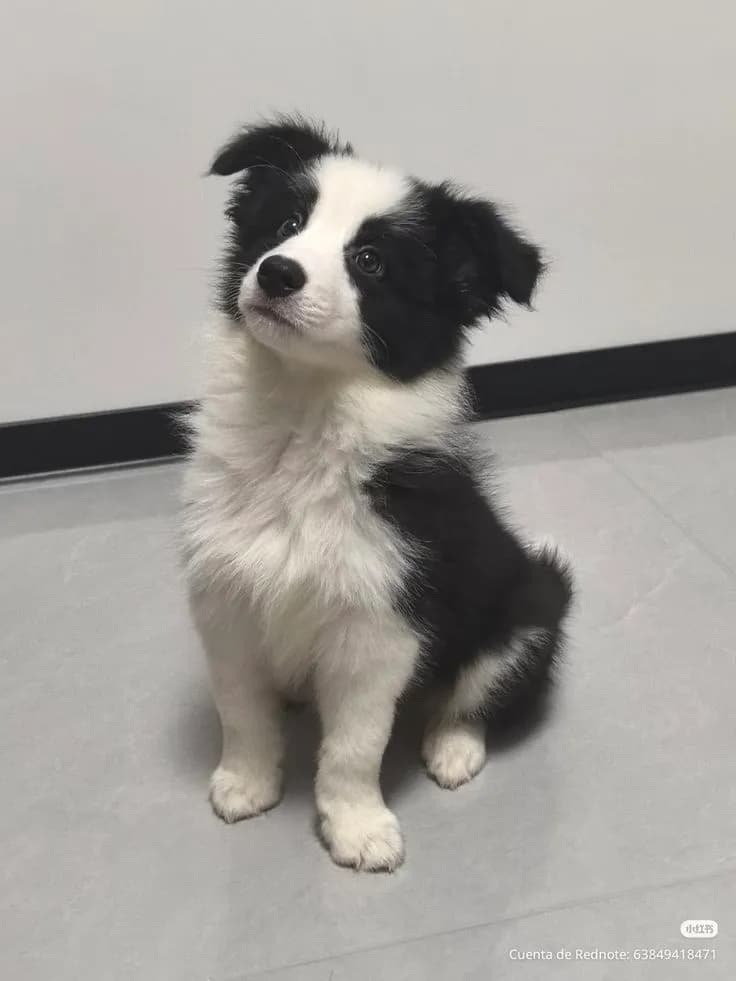 Perro de raza Border Collie.