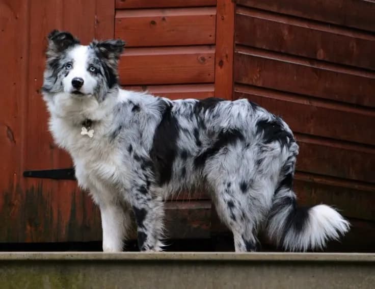 Perro de raza Border Collie.