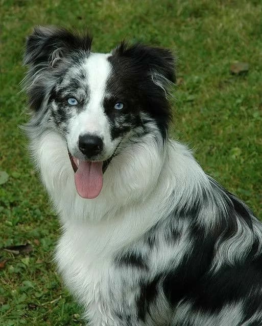 Perro de raza Border Collie.
