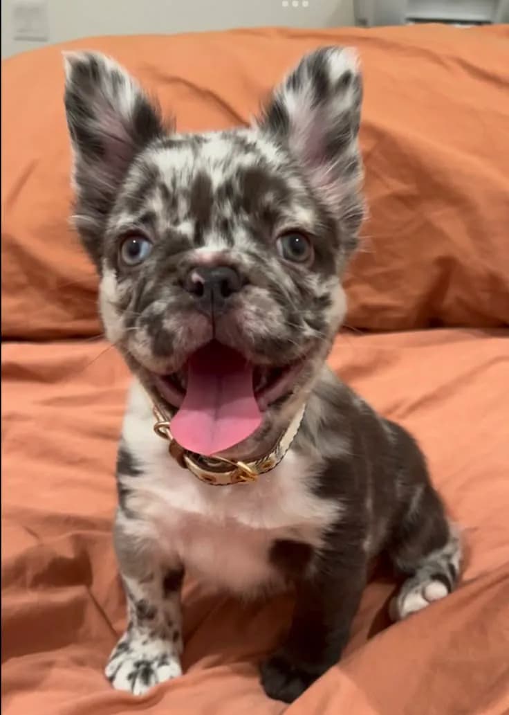 Perro de raza Bulldog Frances.