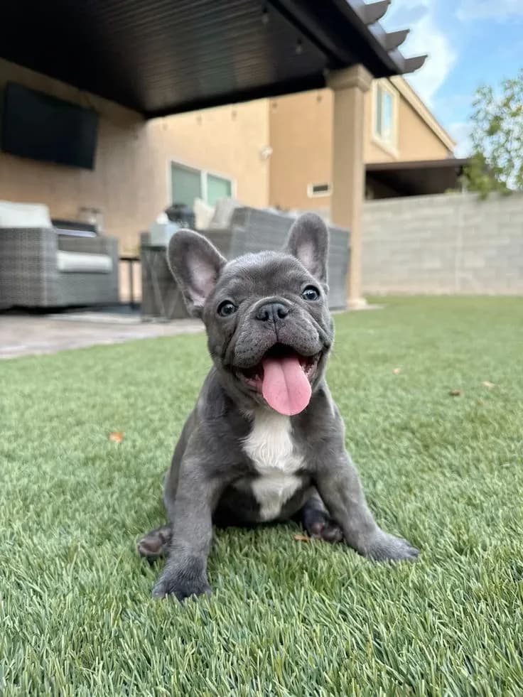Perro de raza Bulldog Frances.