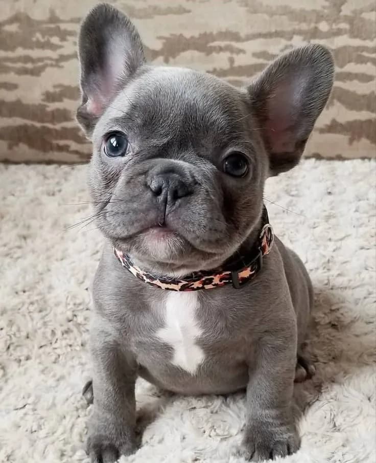 Perro de raza Bulldog Frances.