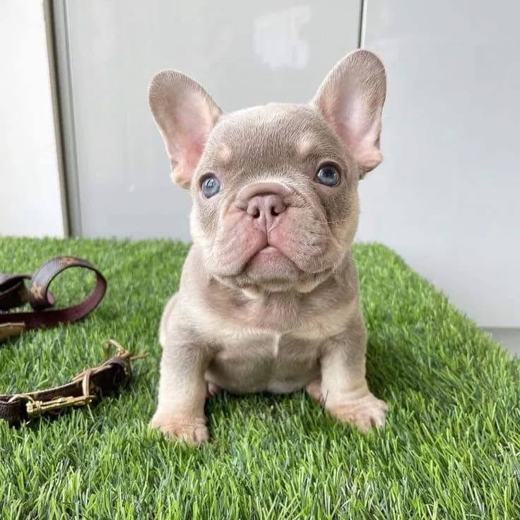 Perro de raza Bulldog Frances.