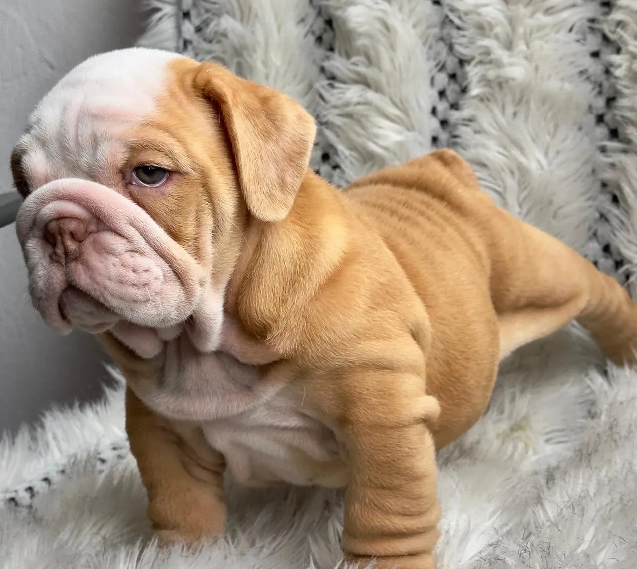Perro de raza Bulldog Ingles.