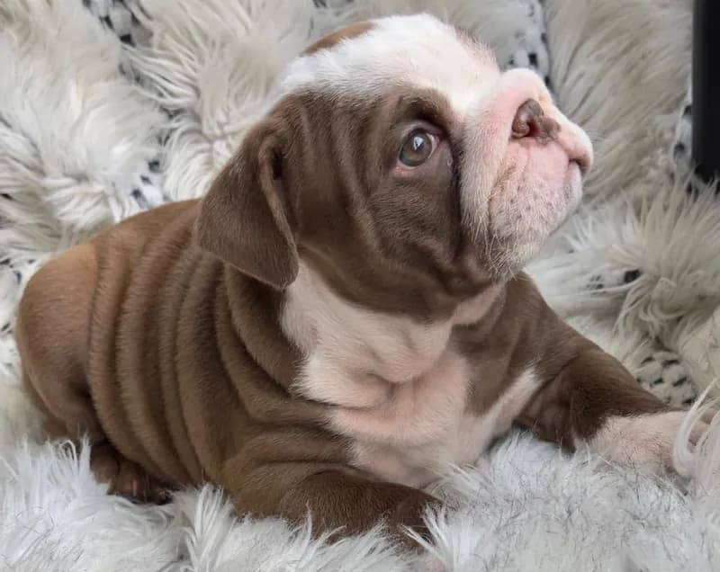 Perro de raza Bulldog Ingles.