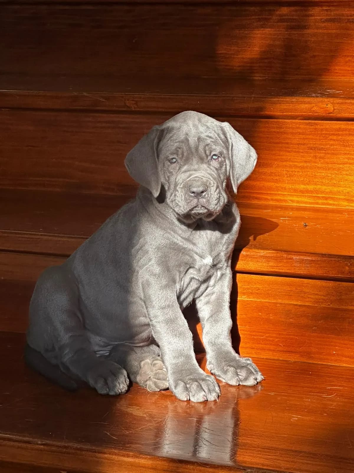 Perro de raza Cane Corso.