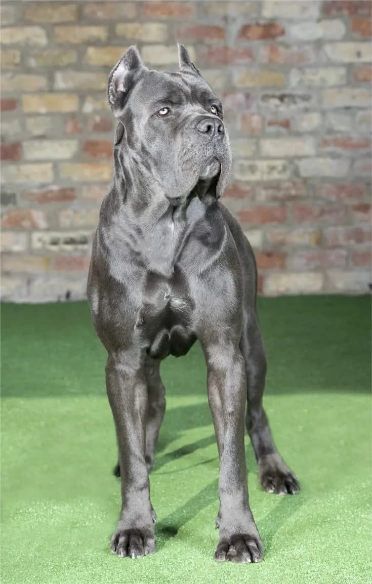 Perro de raza Cane Corso.