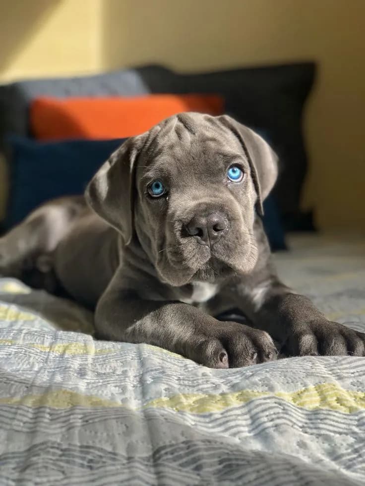 Perro de raza Cane Corso.