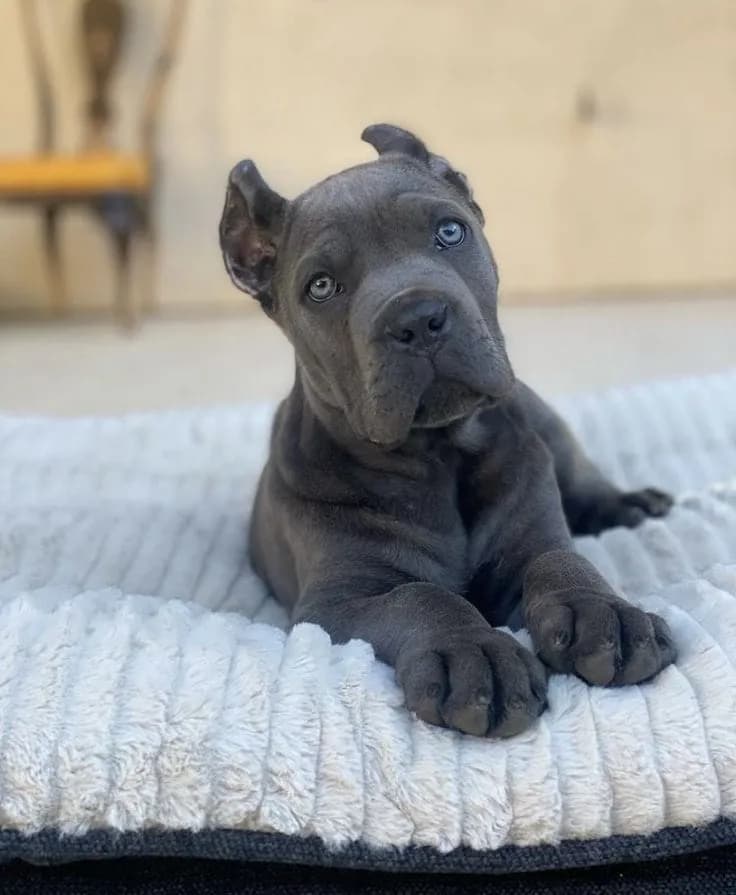 Perro de raza Cane Corso.