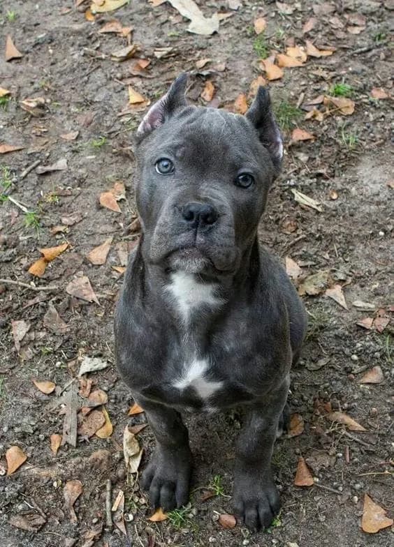 Perro de raza Cane Corso.