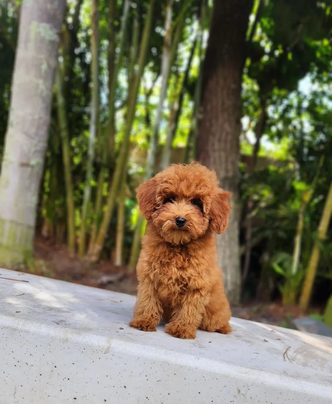 Perro de raza Caniche.