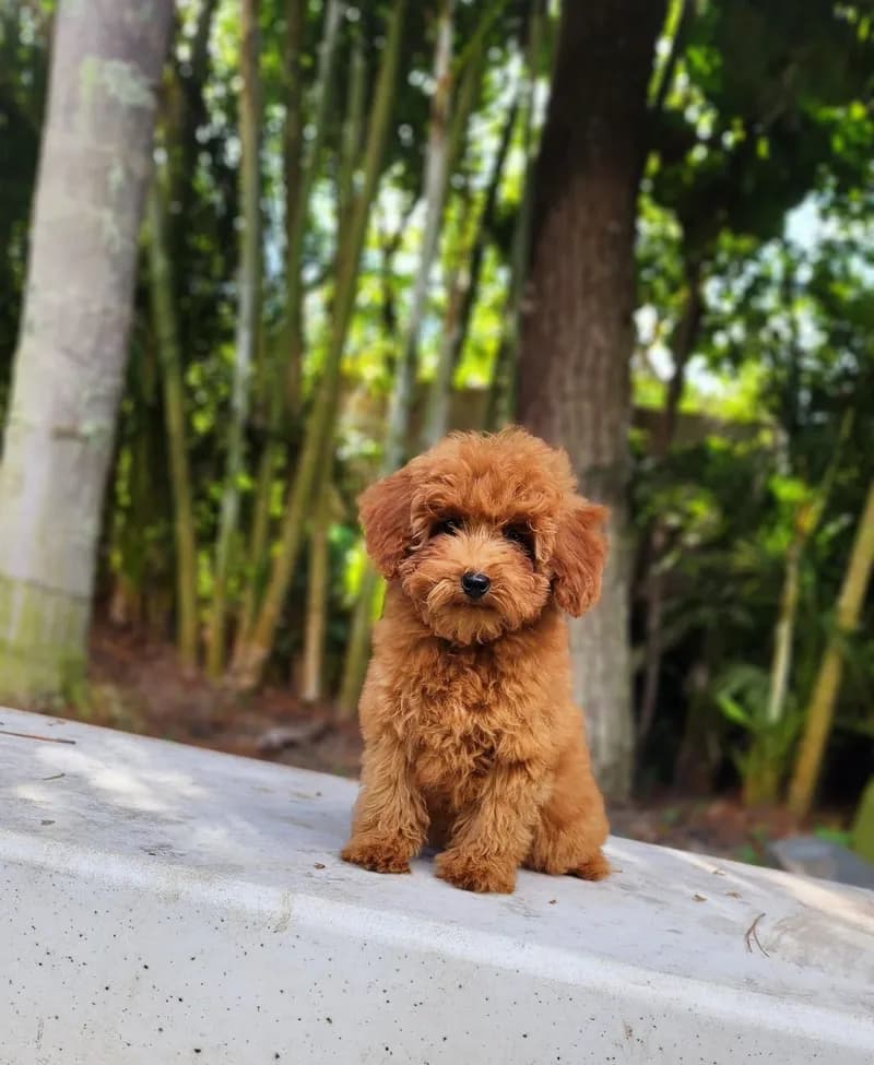 Perro de raza Caniche.