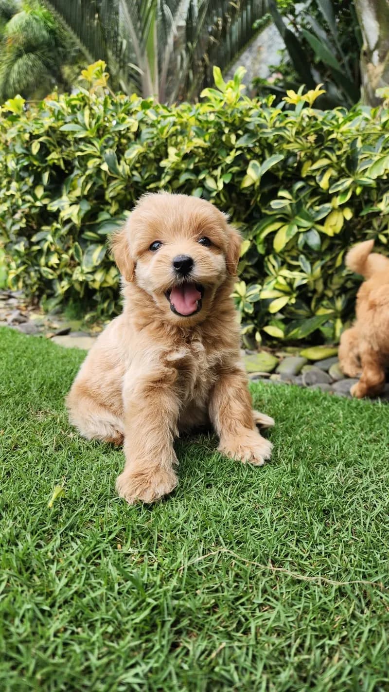 Perro de raza Caniche.