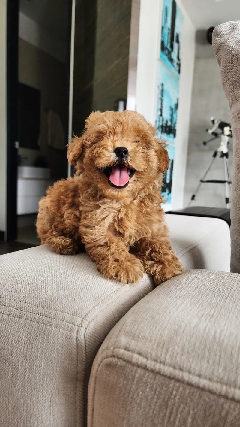 Perro de raza Caniche.