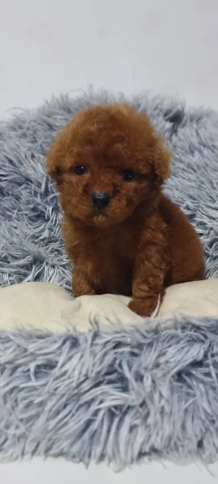 Perro de raza Caniche.