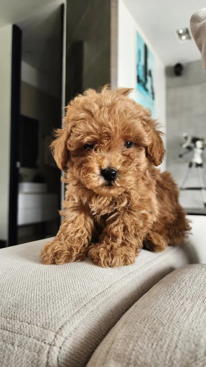 Perro de raza Caniche.