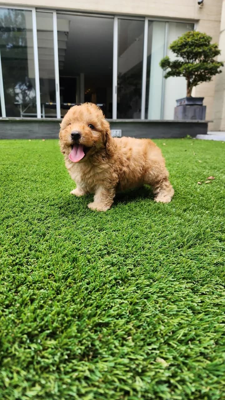Perro de raza Caniche.